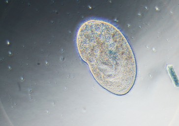 Tillina magna